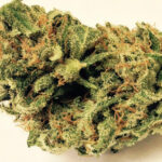 Sch’Lemon Cake Marijuana Strain