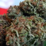 Unicorn Pie Marijuana Strain